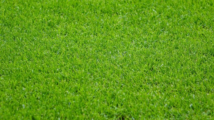 Rasensaat | Torsten Knechtel